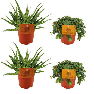 2x Aloe Spider & 2x Sedum Tornado - 4er Set - Ø10,5cm