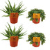 2x Aloe Spider & 2x Sedum Tornado - 4er Set - Ø10,5cm Bild 1
