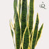 Kunstpflanze Sansevieria Trifasciata (Frauenzunge), 97 cm Bild 3