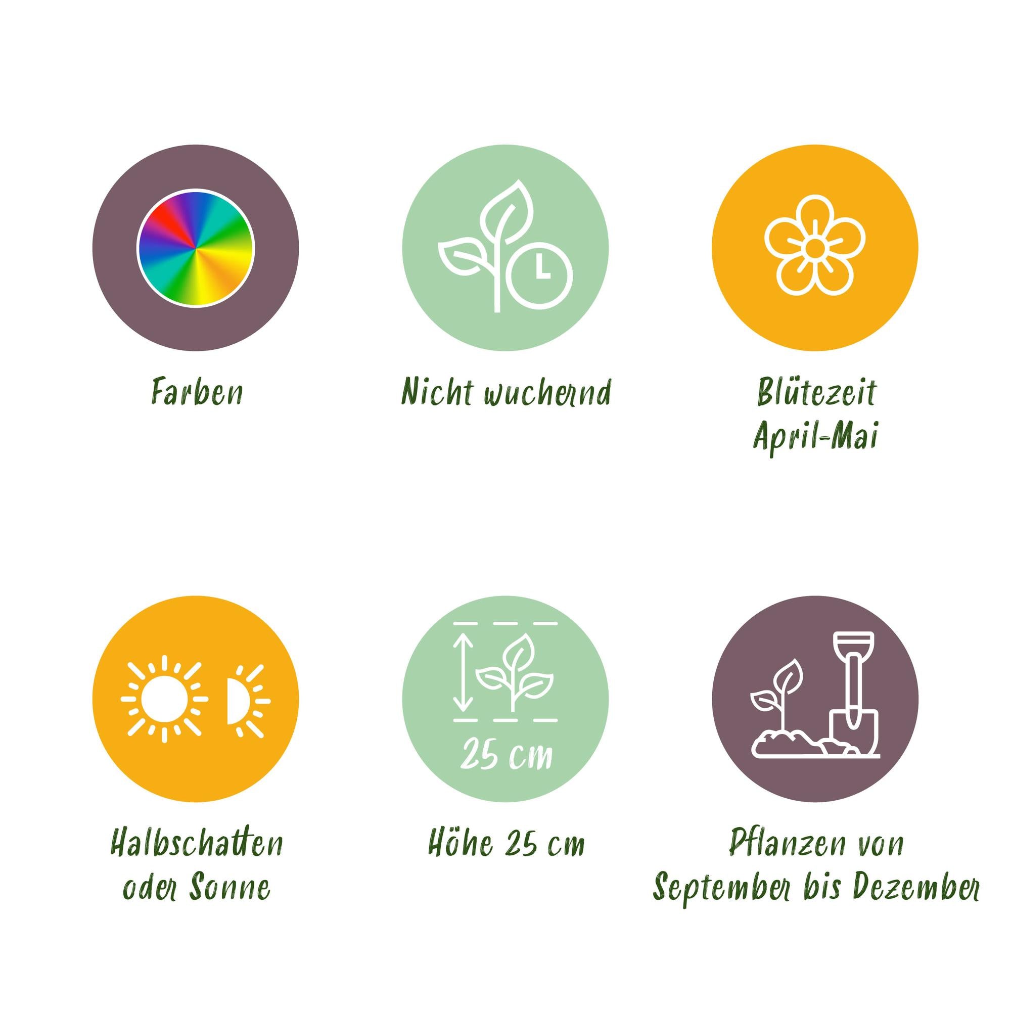 GreenboutiQ - Blumenzwiebeln - Hyazinthenmix - Bulbs Hardy Perennial - Verschiedene Farben - 10 Stück - Zwiebelgröße 14/15 - XXL Pack