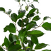 Ficus Benjamina Exotica Ø17cm - ↕60 - 80cm Bild 4