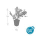 6x Symphoricarpos ch. 'Hancock' - ↕10-25cm - Ø9cm Bild 7