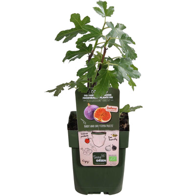 Ficus Gustissimo Perretta – Elegante Zimmerpflanze Ø13cm, 45cm hoch