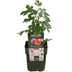 Ficus Gustissimo Perretta – Elegante Zimmerpflanze Ø13cm, 45cm hoch Bild 2