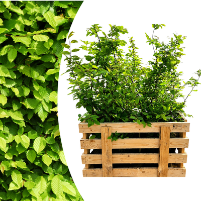 Paletten-Angebot Heckenpflanzen: 50 Carpinus Betulus ↕ 80-100 - Ø 19cm | Mini-Palette