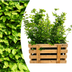 Paletten-Angebot Heckenpflanzen: 50 Carpinus Betulus ↕ 80-100 - Ø 19cm | Mini-Palette Bild 2