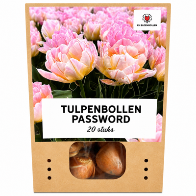 Tulpenbollen Password – 20 Stück | KH Bloembollen® | Roze Dubbelbloemige Tulp – Vol, Zacht & Romantisch – Voor Tuin of Pot – Maat 11/12 – Vers van de Teler