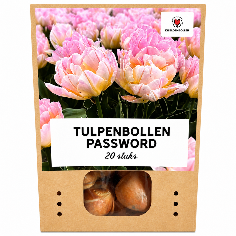 Password Tulpenzwiebeln - 20 Stück | Rosa Doppel-Tulp