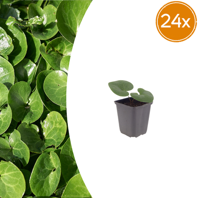 24x Europäische Haselwurz (Asarum europaeum) 10-25cm