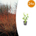 24x Cornus sanguinea 'Midwinter Fire' Strauch, 10-25cm Bild 1