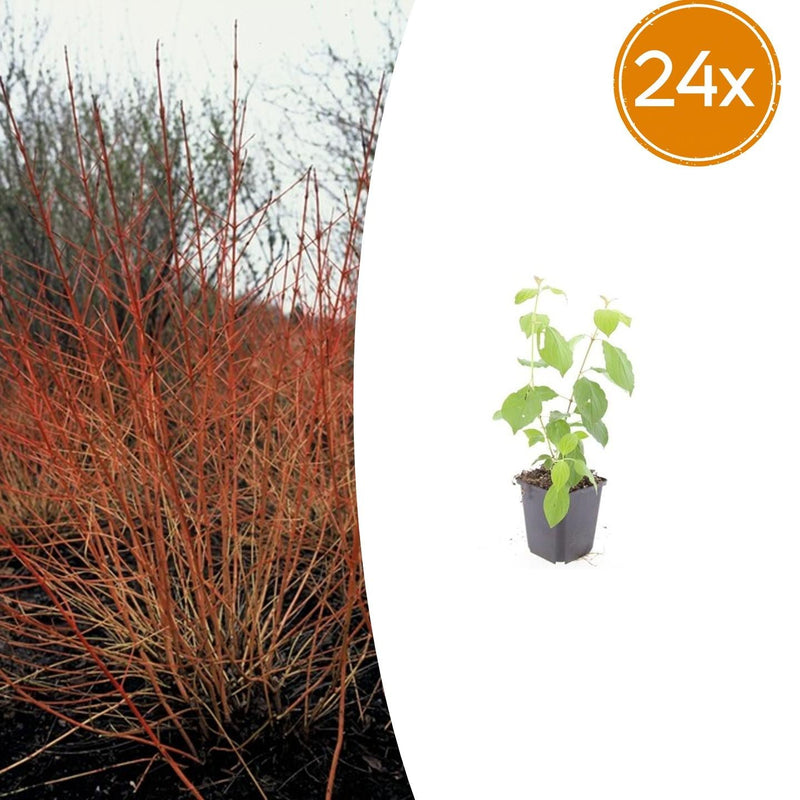 24x Cornus sanguinea 'Midwinter Fire' Strauch, 10-25cm