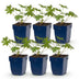 Green boutiQ - Perennial - Geranium Johnson's Blue - Cranesbill - Ground Covering - Blue - 6 Plants - Pot 11cm - Height 15-25cm Bild 4