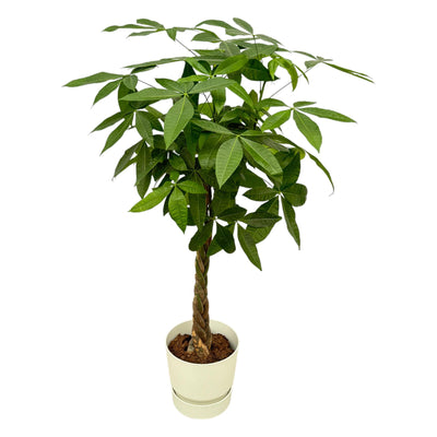 Pachira Aquatica mit elho Topf, 160cm, Geldbaum