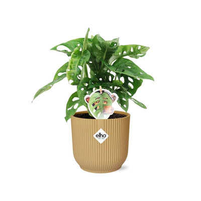 Monstera 'Monkey Leaf' im ELHO Vibes Fold Topf 14 cm gelb