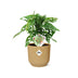 Monstera 'Monkey Leaf' im ELHO Vibes Fold Topf 14 cm gelb Bild 2