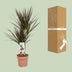 Dracaena Magenta - 17cm Topf, 80cm hoch Bild 4
