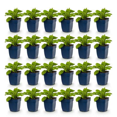 Green boutiQ - Perennials - Digitalis purp. Dalmatian Purple - Foxglove - Shade - Purple - 24 plants - Pot 11cm - Height 15-25cm