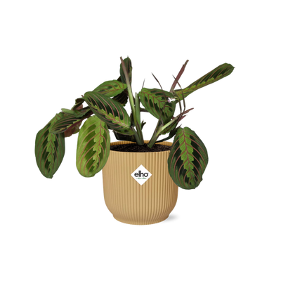 Maranta Leuconeura 'Fascinator' Tricolor, Topf ELHO Vibes 14cm gelb