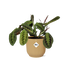 Maranta Leuconeura 'Fascinator' Tricolor, Topf ELHO Vibes 14cm gelb Bild 1