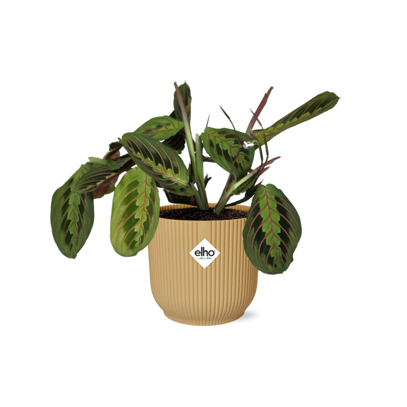 Maranta Leuconeura 'Fascinator' Tricolor, Topf ELHO Vibes 14cm gelb