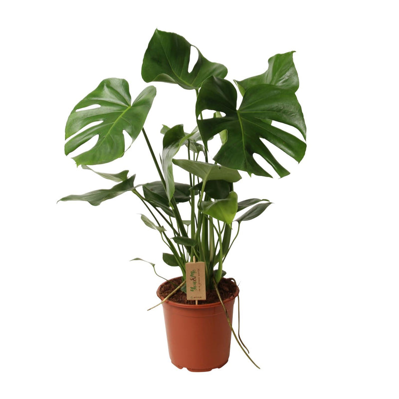 Monstera Deliciosa (Schweizer Käse Pflanze), Ø21cm, ↕60cm