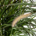 Pennisetum x advena Chelsea Ø27cm - ↕70 - 80cm Bild 4