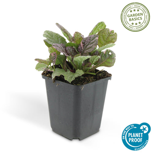 12x Ajuga reptans 'Burgundy Glow' Bodendecker - 10-25cm hoch