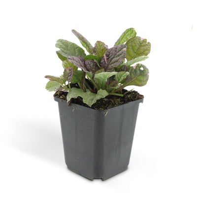 12x Ajuga reptans 'Burgundy Glow' Bodendecker - 10-25cm hoch