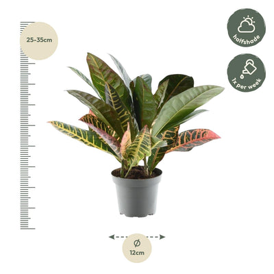 Codiaeum variegatum 'Petra' – Lebendiges Blattwerk, 30 cm