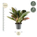 Codiaeum variegatum 'Petra' – Lebendiges Blattwerk, 30 cm Bild 2