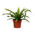 Asplenium Antiquum - Ø12cm - ↕25cm Bild 1