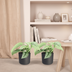 Scindapsus Pictus Trebie: 2 elegante Pflanzen im 12cm Topf, 15cm hoch Bild 5