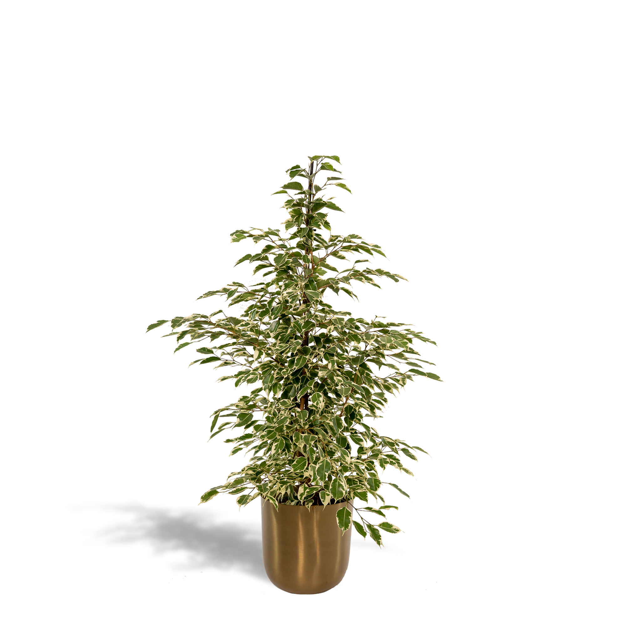 Ficus benjamina Twilight - Ø21cm - ↕95cm + Topf Mayk Gold