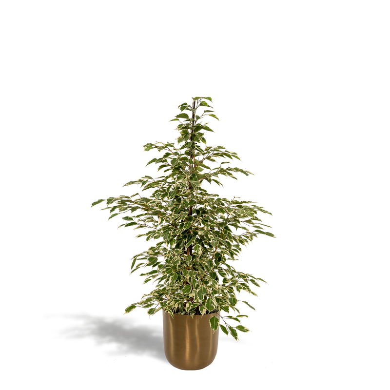 Ficus benjamina 'Twilight' – Tree with pot, 95cm tall