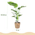 Green boutiQ - Zimmerpflanzen - Stelitzia Nicolai - Paradiesvogelblume - Geringer Pflegeaufwand - mit Korb - Grün - 1 Pflanze - Topf 21cm - Höhe 110-120cm Bild 3