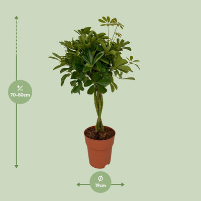 Schefflera Compacta (Schirmbaum) Ø19cm, 80cm hoch