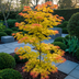 Japanischer Ahorn 'Orange Dream' - 2 Pflanzen - Topf 19cm - Höhe 70cm Bild 7