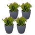 4x Crassula Ovata - Geldbaum - Grün - Sukkulente/Kaktus - incl. grijze pot - Ø12cm Bild 2