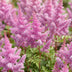 Green boutiQ - Perennial - Astilbe chin. Pumila - Plume Spiraea - Shade - Purple - 3 Plants - Pot 11cm - Height 15-25cm Bild 5