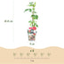 GreenboutiQ - Obstpflanzen - Taybes - Rubus Tayberry - Winterhart - 6 Pflanzen - Topf 9 cm - Rote Johannisbeere Bild 3