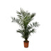 Canary Island Date Palm Phoenix Canariensis, 140 cm, Ø21cm Bild 1