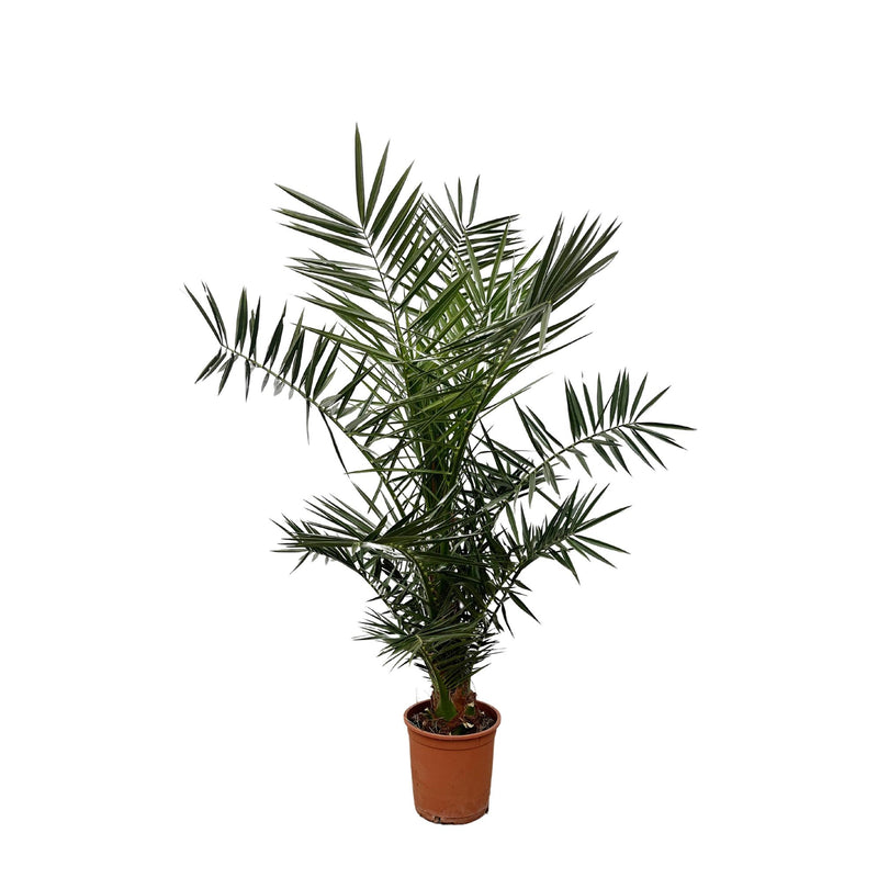 Canary Island Date Palm Phoenix Canariensis, 140 cm, Ø21cm