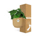 Philodendron Scandens im Topf ELHO Vibes Fold 14 cm gelb Bild 4