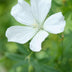 6x Geranium sang. 'Album' - 10-25cm - Ø9cm Bild 5