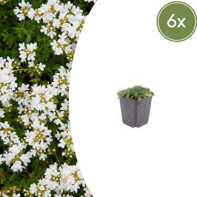6x Thymian 'Albiflorus', bodendeckend, weiß blühend, 10-25cm