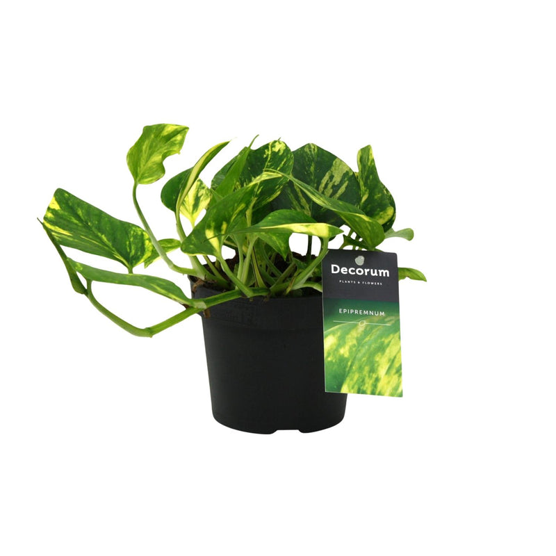 Scindapsus N'joy Gold Topf 12cm, Höhe 25cm