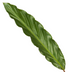 Calathea Wavestar - 80 cm - Ø19cm Bild 2