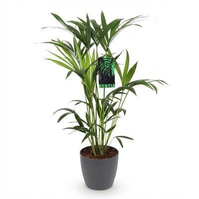 Kentia Palme (Howea Forsteriana) - Pflegeleicht, mit grauem Topf