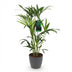 Kentia Palme (Howea Forsteriana) - Pflegeleicht, mit grauem Topf Bild 2