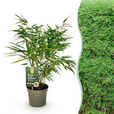 Fargesia Rufa Bambus - Nicht Wuchernd - Grün - Topf 17 cm - 60 cm